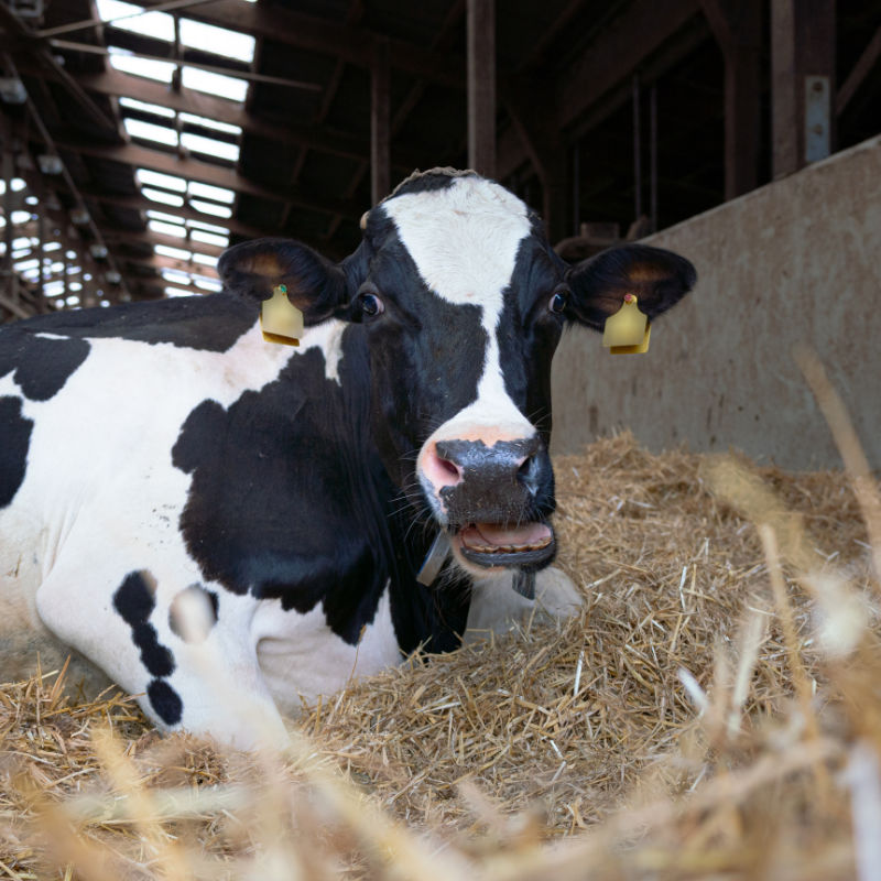 Schmackhafte Pasten zur schonenden Einzeltierfütterung