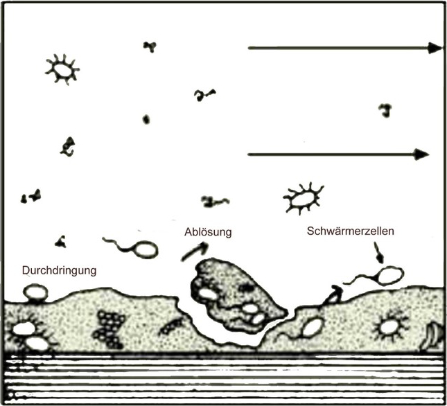 Grundlagen der Biosicherheit