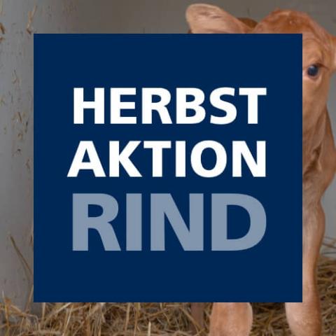 Herbstaktion Rind 2025