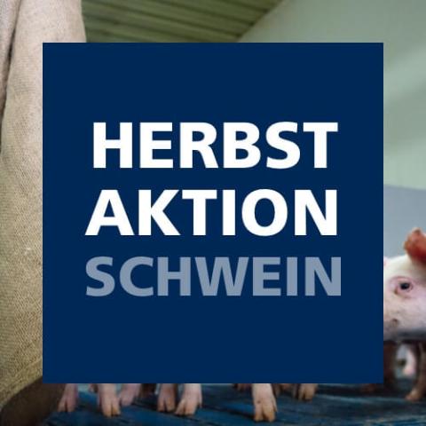 Herbstaktion Schwein 2025