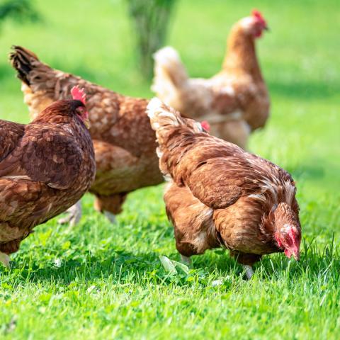 Geflügelpest in Deutschland wirksam vorbeugen