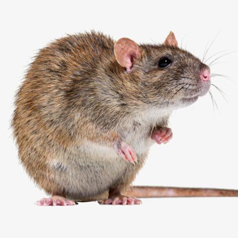 Sachkundekurs Rodentizide: Was ändert sich in der Gesetzgebung?