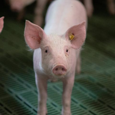 Initiative Tierwohl (ITW) 2027 im Hinblick auf Ferkelaufzucht