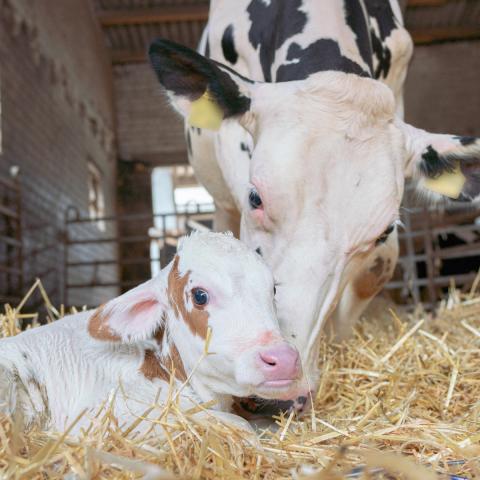 Wann Landwirte bei der Kalbung eingreifen müssen