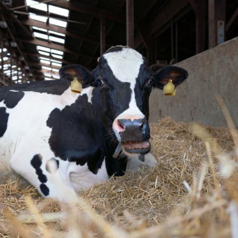 Die TOP-Pasten von LANDMANS∙BEST werden je nach Bedarf zum Trockenstellen, zur Kalbung und während der Laktation eingesetzt