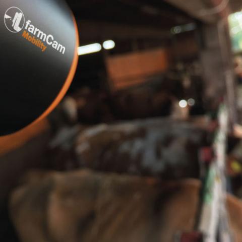 LudaFarm Kameras zur Geburtsüberwachung im Überblick