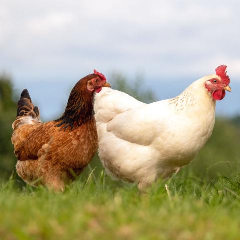 Maßnahmen ergreifen – Produkte, um die Geflügelpest einzudämmen