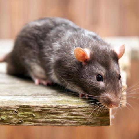 Schadnagerbekämpfung, neue Köder, bewährte Wirkung