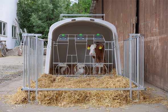 Calf-House Premium DUO mit Zaun #2